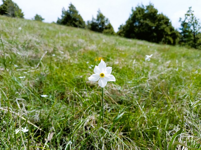 Stolovi narcisi 2024